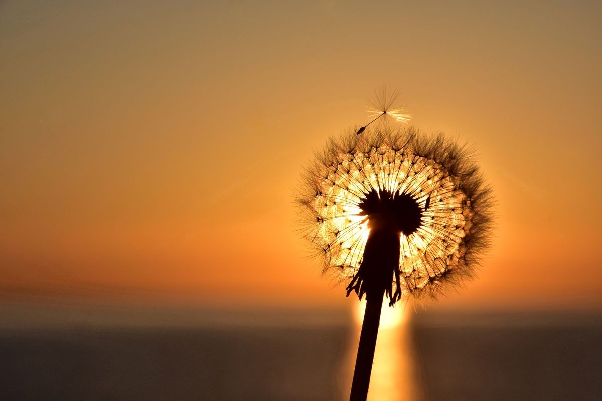 dandelion silhouette on sunrise background - sunrise over the baltic sea in gdynia, poland 