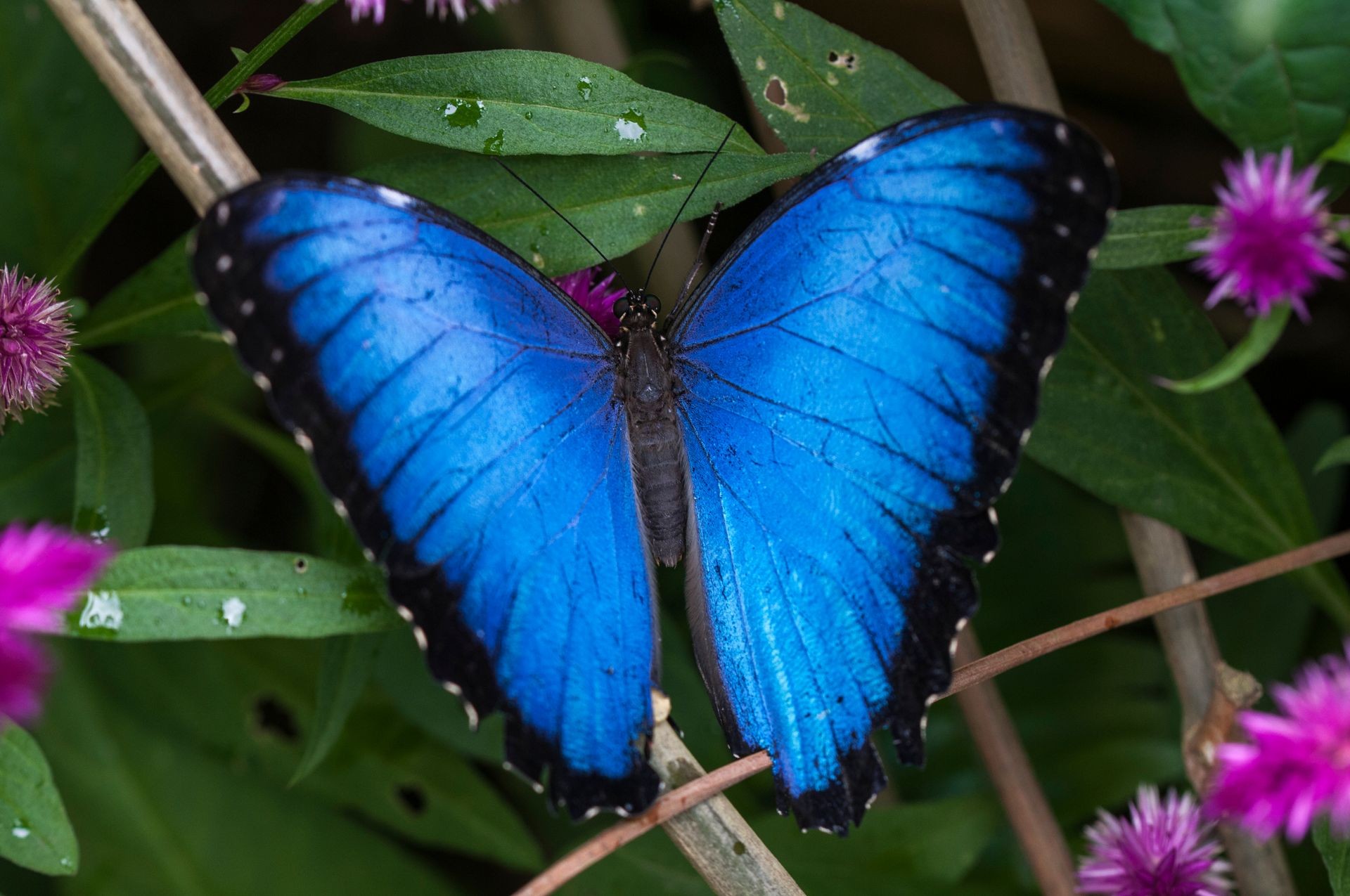 Blue Morpho, Morpho granadensis sitting on a leaf./Butterfly, Morpho granadensis, lepidoptera